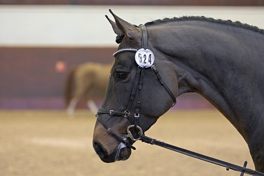 Candide (SWB) at the Swedish Stallion Test 2021. Photo Jöns Leandersson.