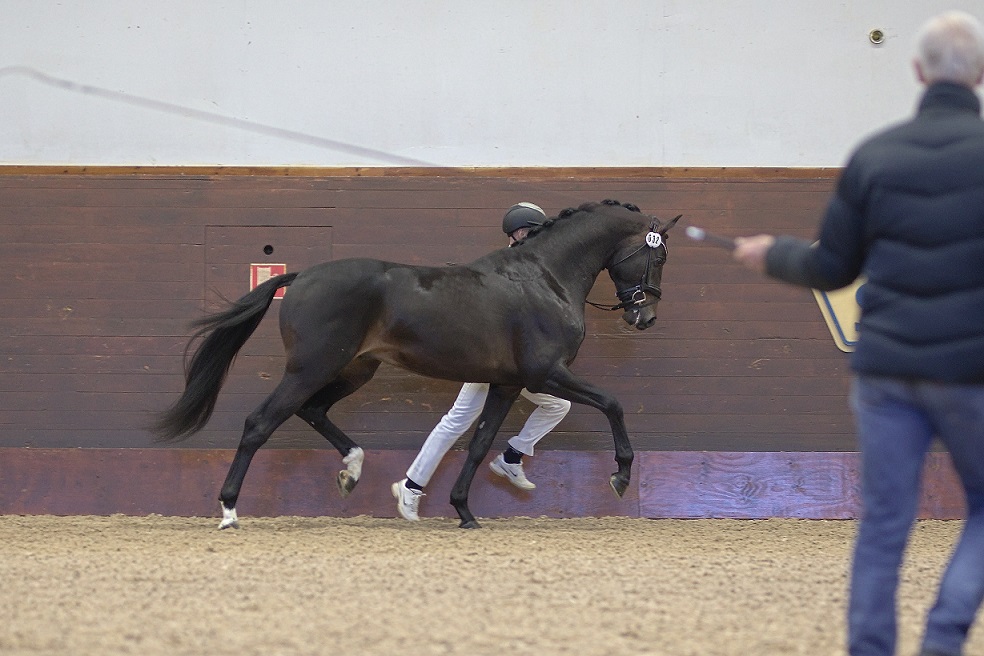 Glasgow (SWB) at the Swedish Stallion Test 2021. Photo Jöns Leandersson.