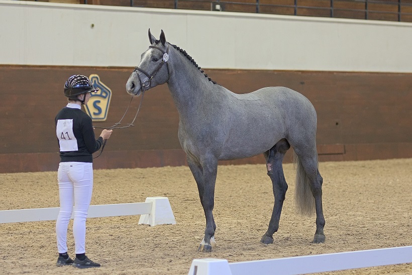 Rihannas Diamond K (SWB) at the Swedish Stallion Test 2021. Photo Jöns Leandersson.