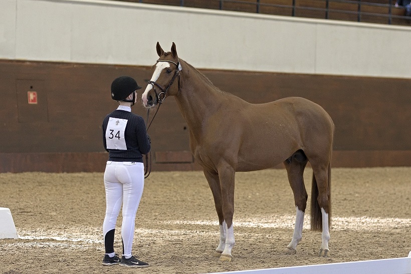 Hotlix (SWB) at the Swedish Stallion Test 2021. Photo Jöns Leandersson.